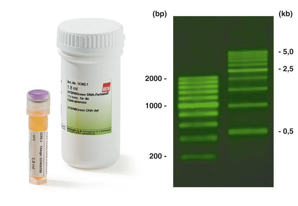 Staining of nucleic acids