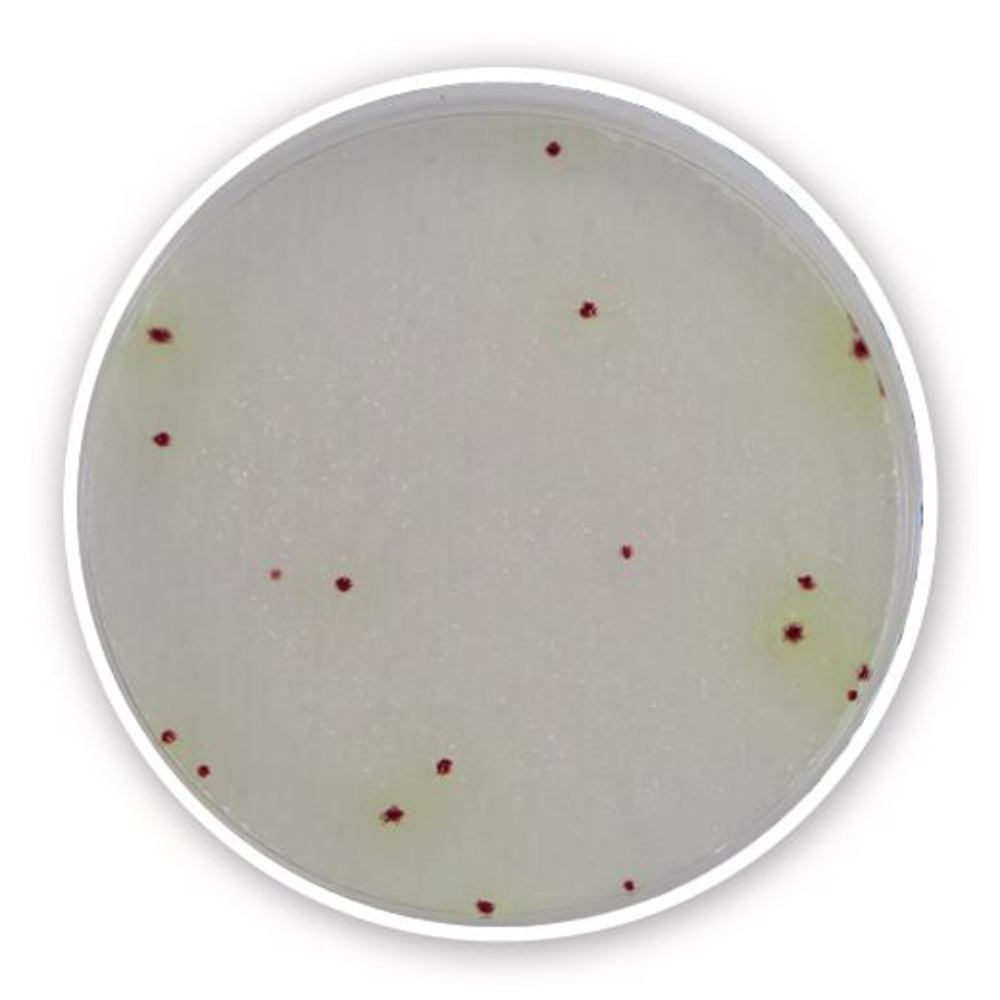 1L17.2, Shimadzu Diagnostics Europe