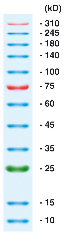 Protein Markers, prestained