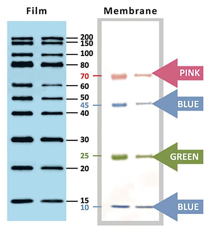 Protein Markers for Western Blotting