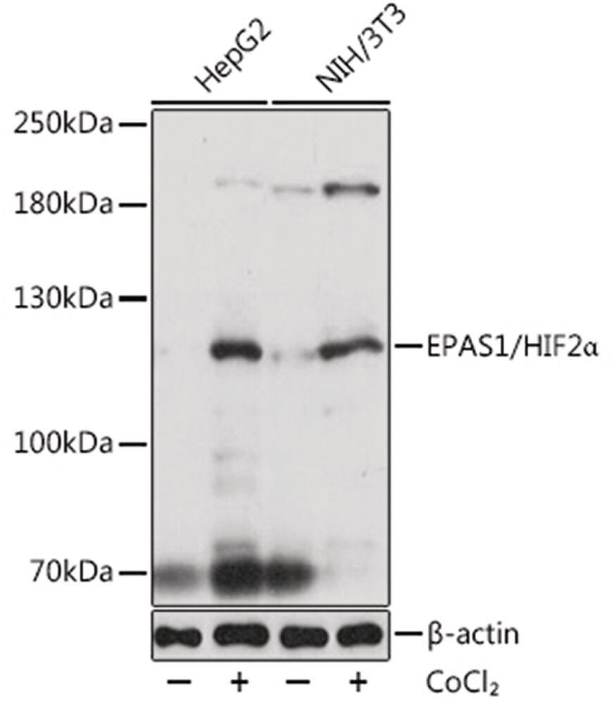 3C19.1, Antibodies.Com