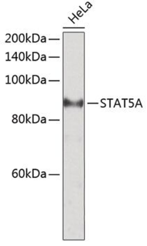 3C1A.1, Antibodies.Com