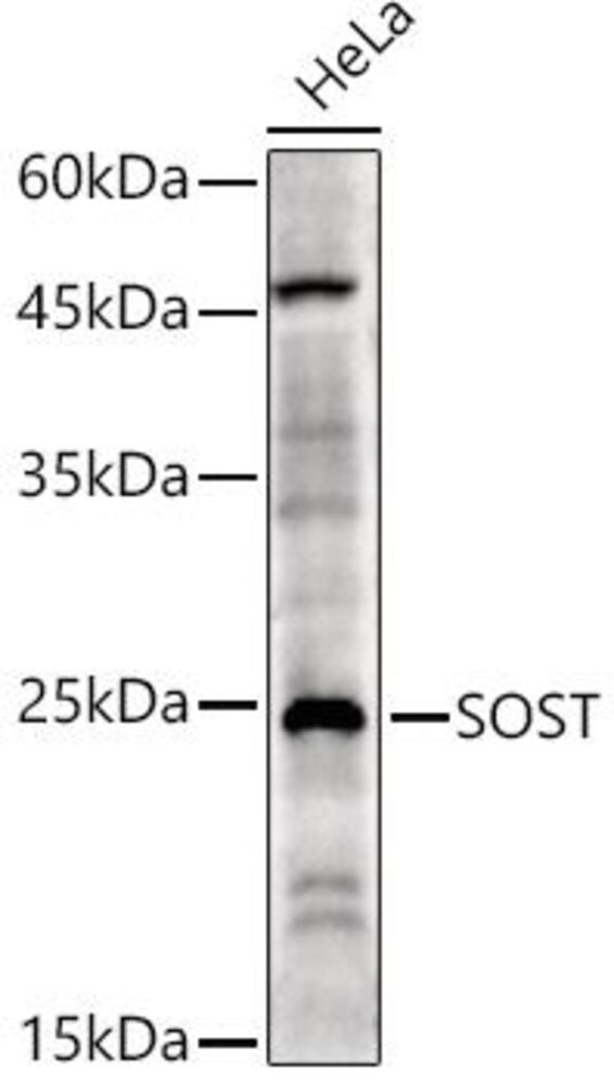 3C1C.1, Antibodies.Com