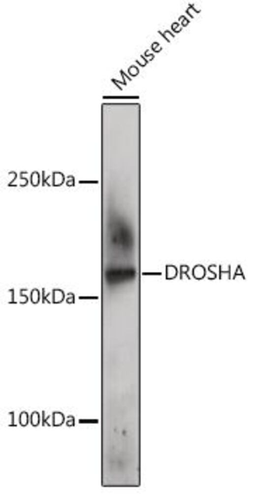 3C1E.1, Antibodies.Com
