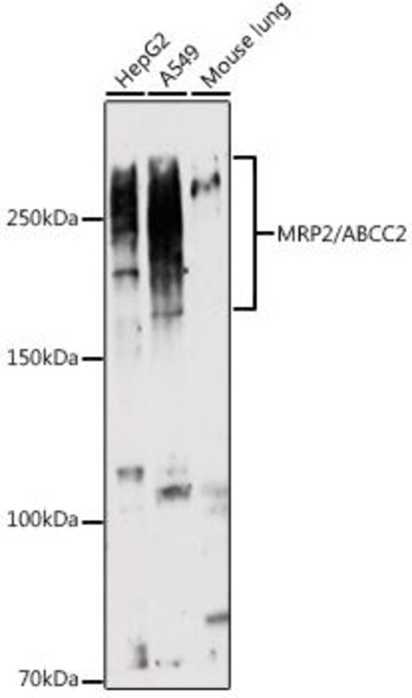 3C1H.1, Antibodies.Com