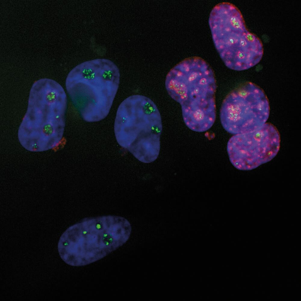 3C1P.2, Antibodies.Com