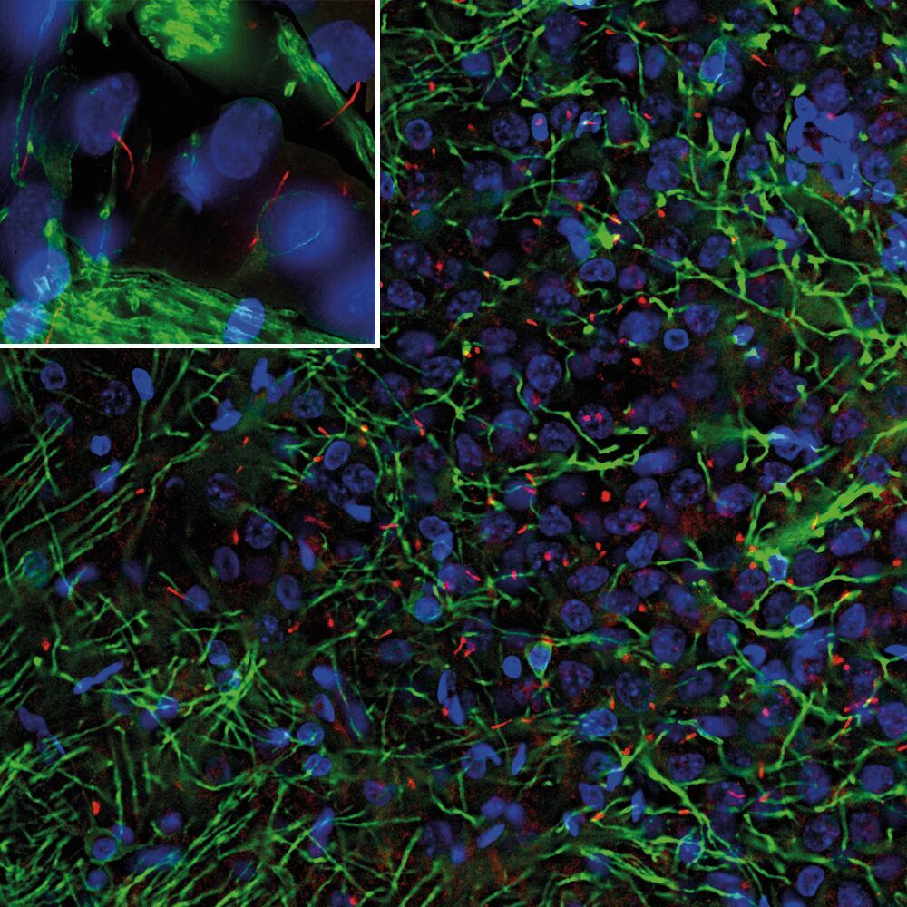 3C1Y.1, Antibodies.Com