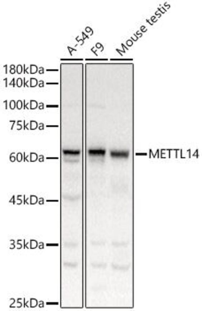 3C20.1, Antibodies.Com