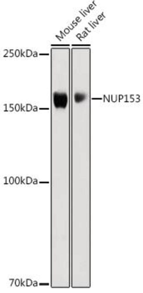 3C21.1, Antibodies.Com