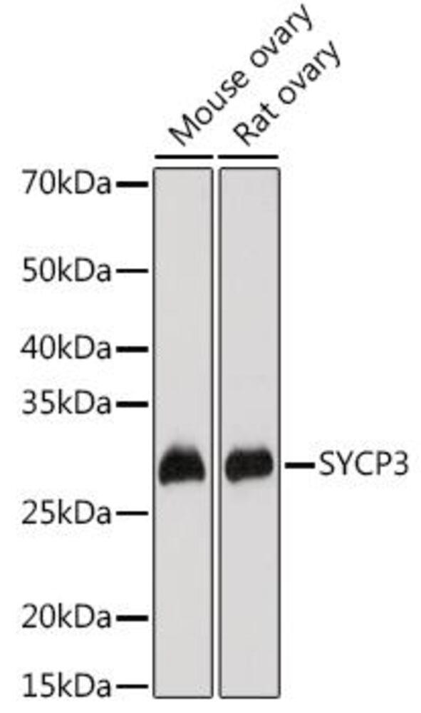 3C22.1, Antibodies.Com