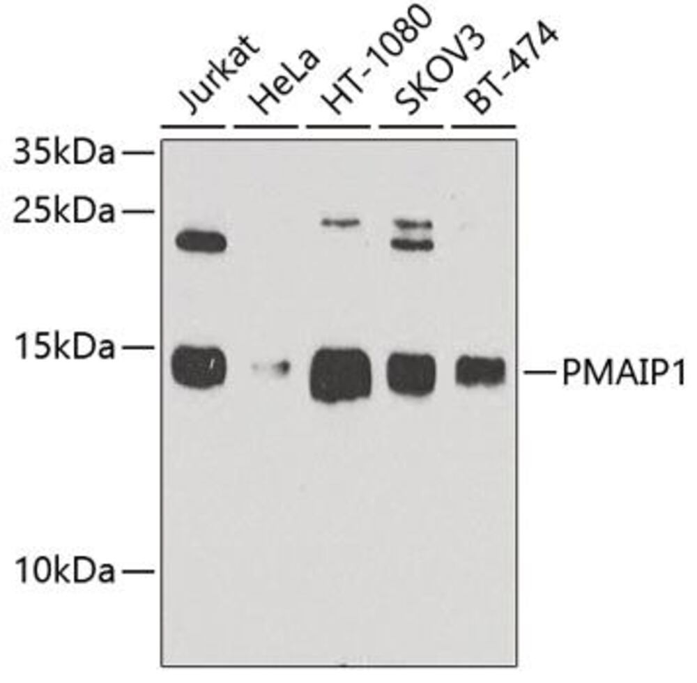 3C23.1, Antibodies.Com