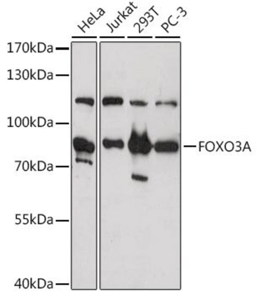 3C24.1, Antibodies.Com