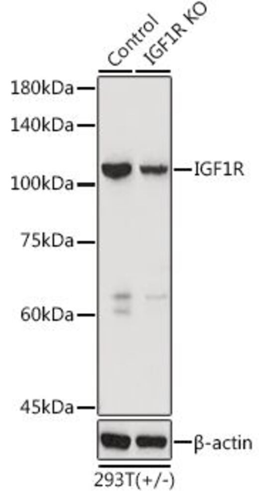 3C25.1, Antibodies.Com