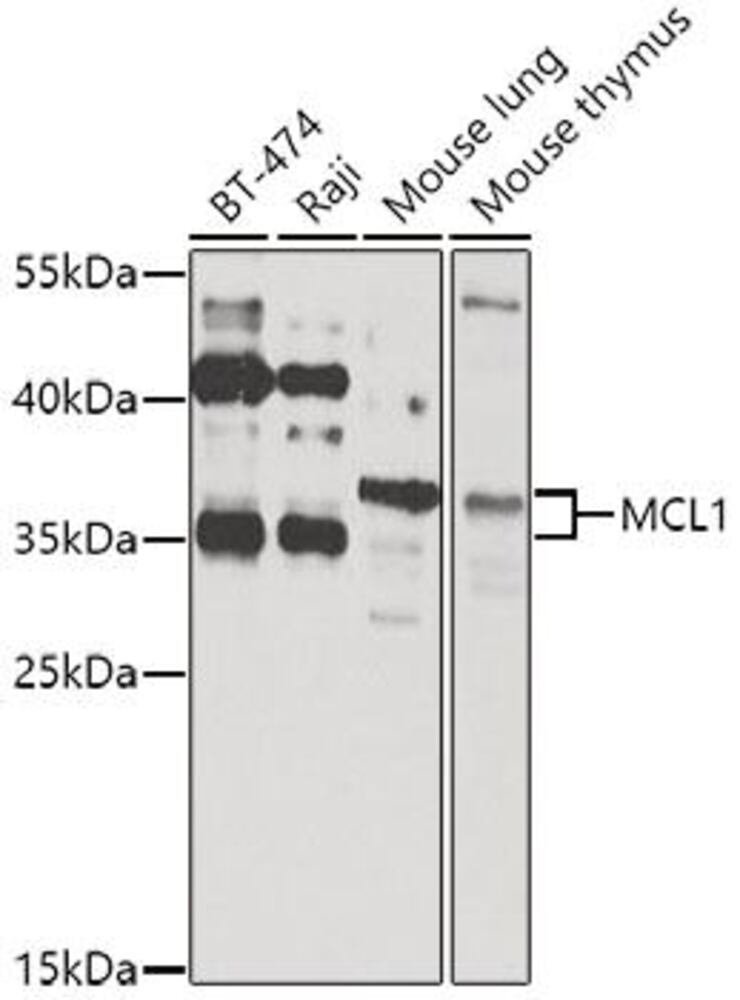 3C26.1, Antibodies.Com
