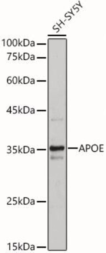 3C27.1, Antibodies.Com