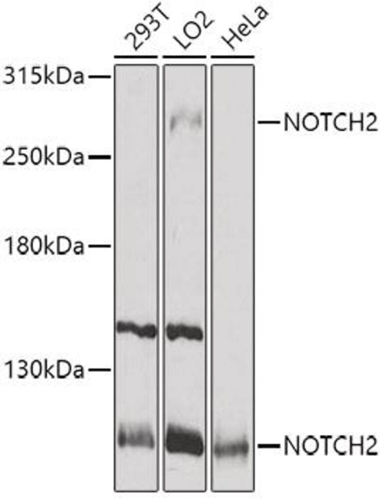3C28.1, Antibodies.Com