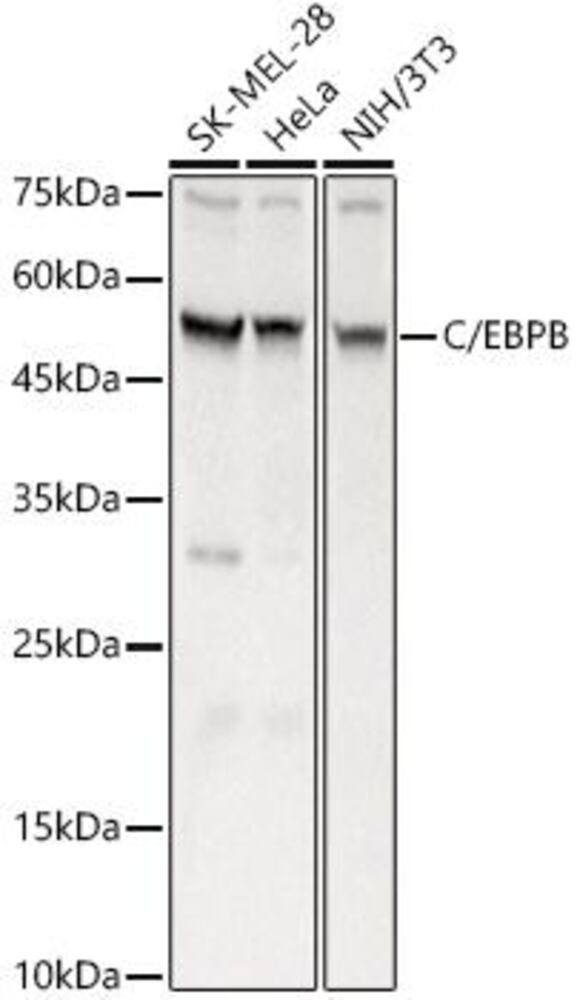 3C29.1, Antibodies.Com