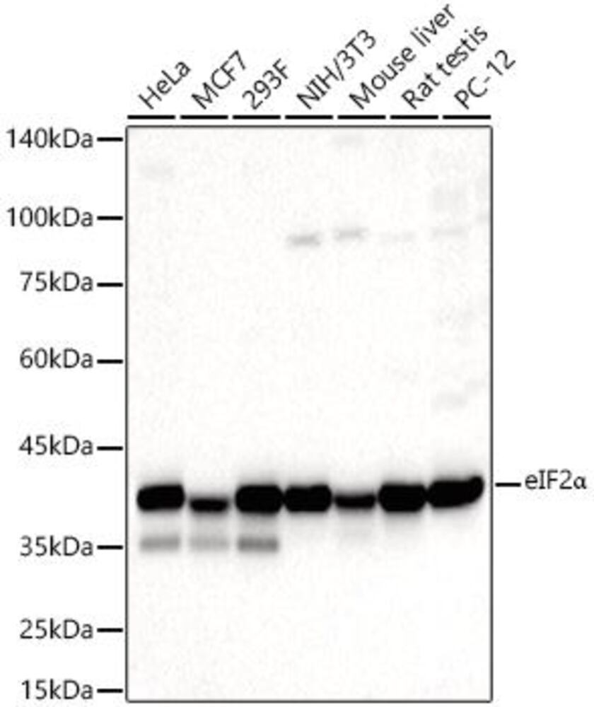 3C2A.1, Antibodies.Com