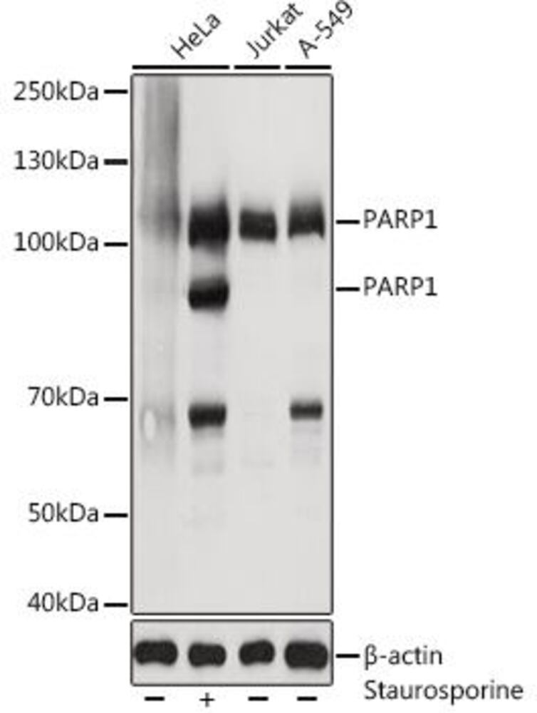 3C2C.1, Antibodies.Com