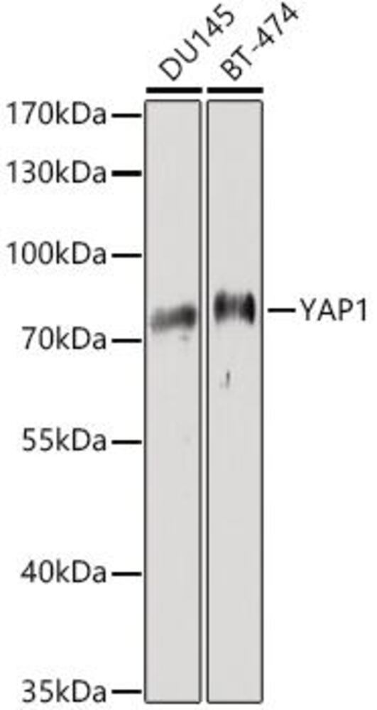 3C2E.1, Antibodies.Com
