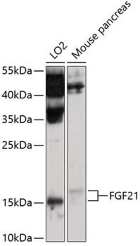 3C2H.1, Antibodies.Com