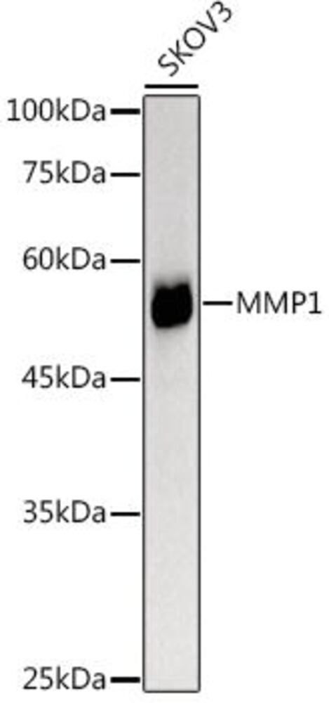 3C2K.1, Antibodies.Com