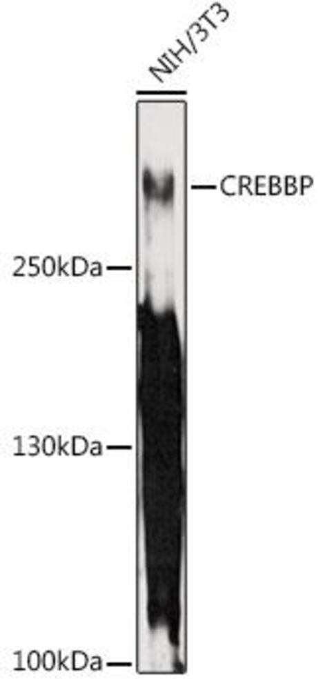 3C2L.1, Antibodies.Com