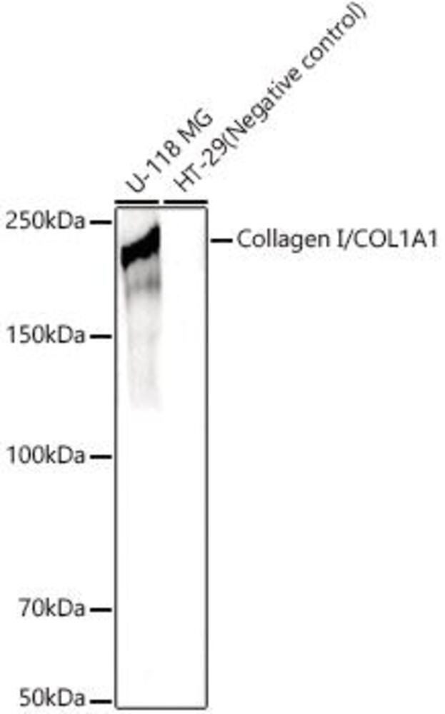 3C2N.1, Antibodies.Com