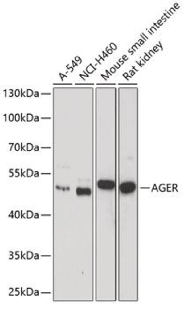 3C2P.1, Antibodies.Com