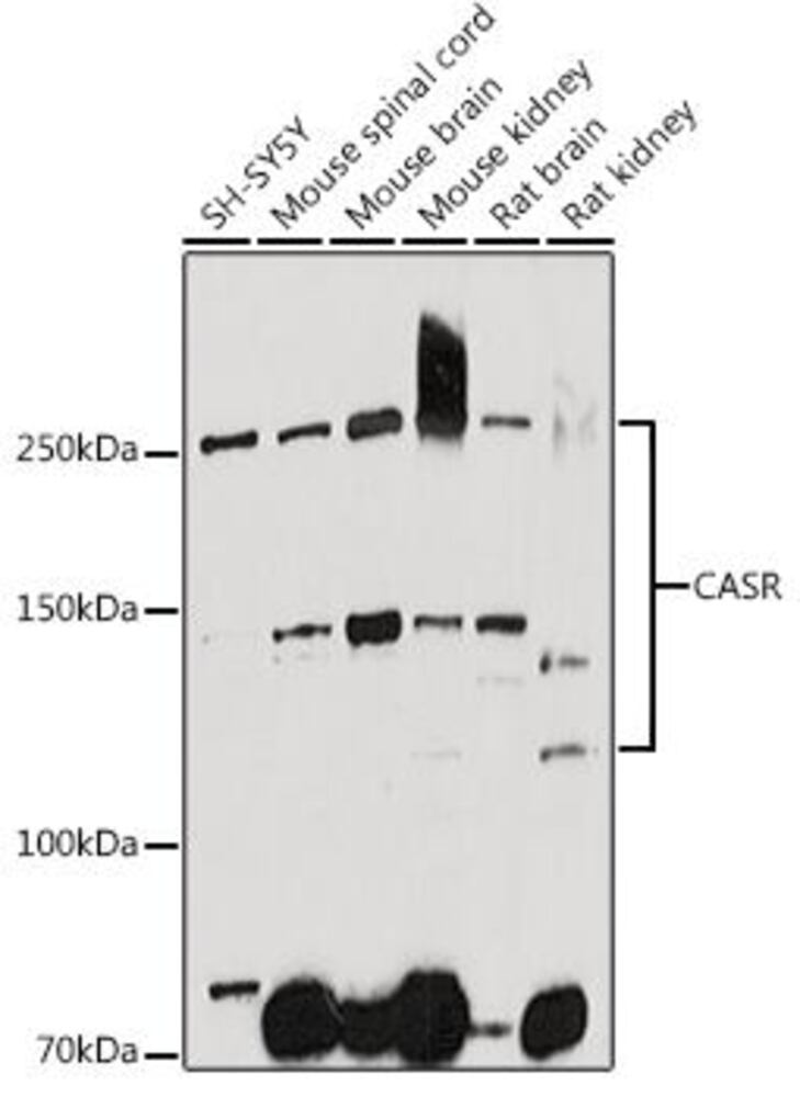 3C2T.1, Antibodies.Com