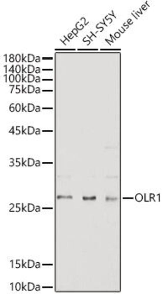 3C2X.1, Antibodies.Com