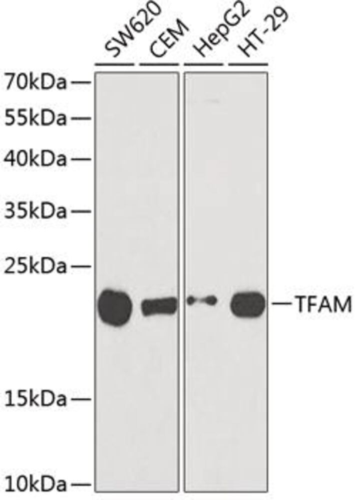 3C30.1, Antibodies.Com