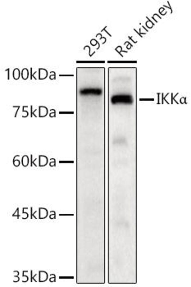 3C32.1, Antibodies.Com