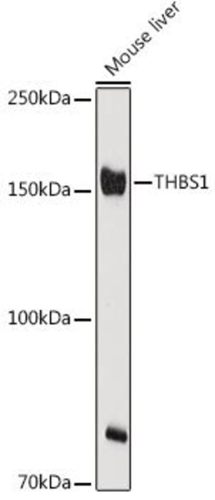3C33.1, Antibodies.Com