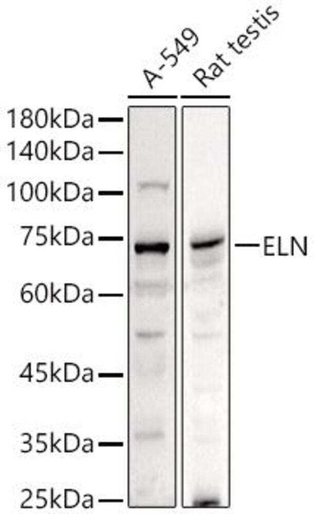 3C34.1, Antibodies.Com