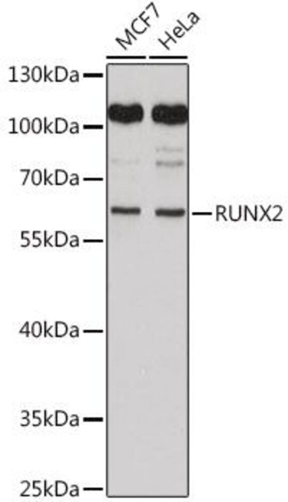 3C35.1, Antibodies.Com