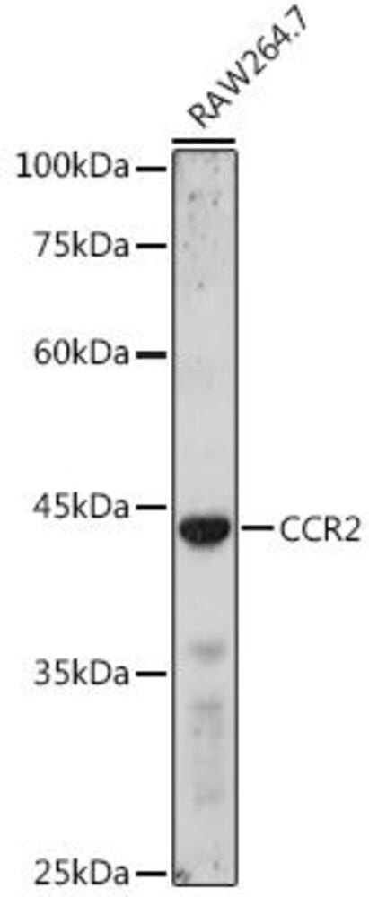3C36.1, Antibodies.Com