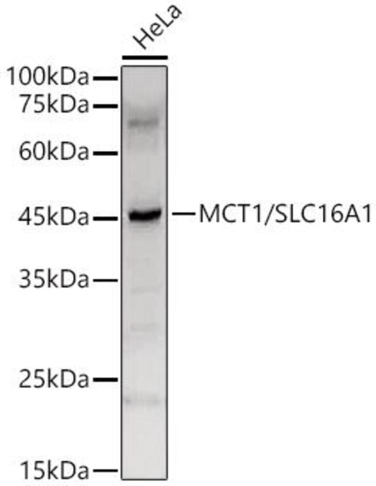 3C37.1, Antibodies.Com