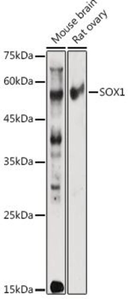 3C39.1, Antibodies.Com