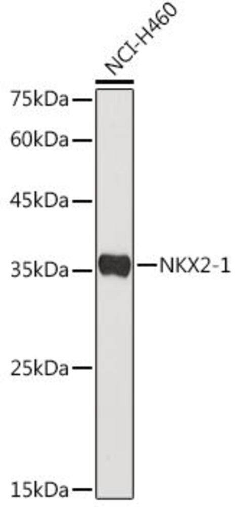3C3A.1, Antibodies.Com