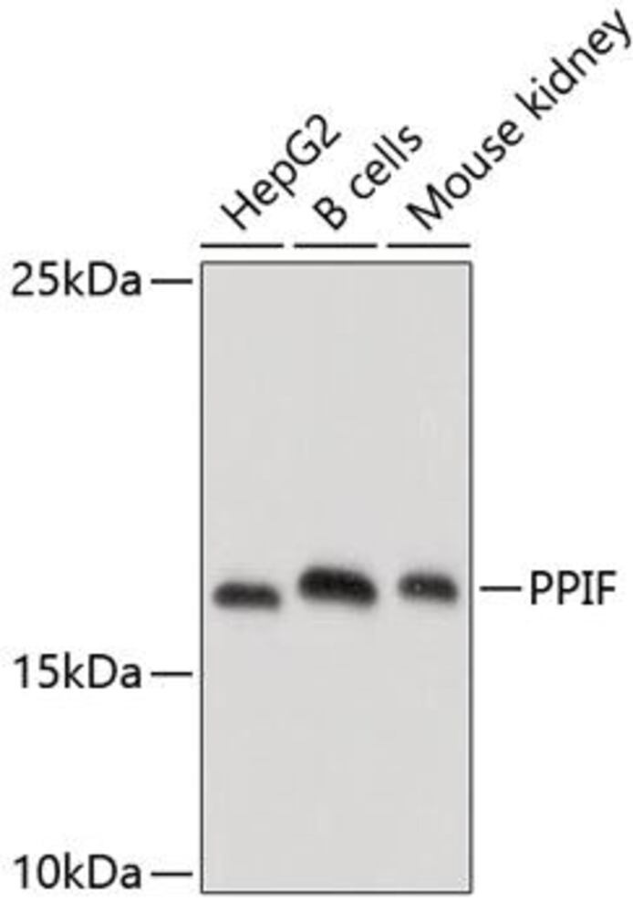 3C3C.1, Antibodies.Com