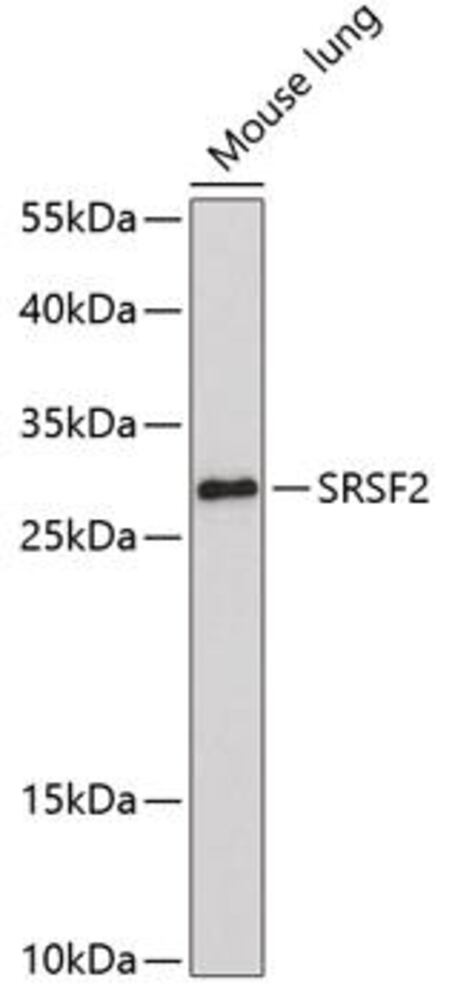 3C3E.1, Antibodies.Com