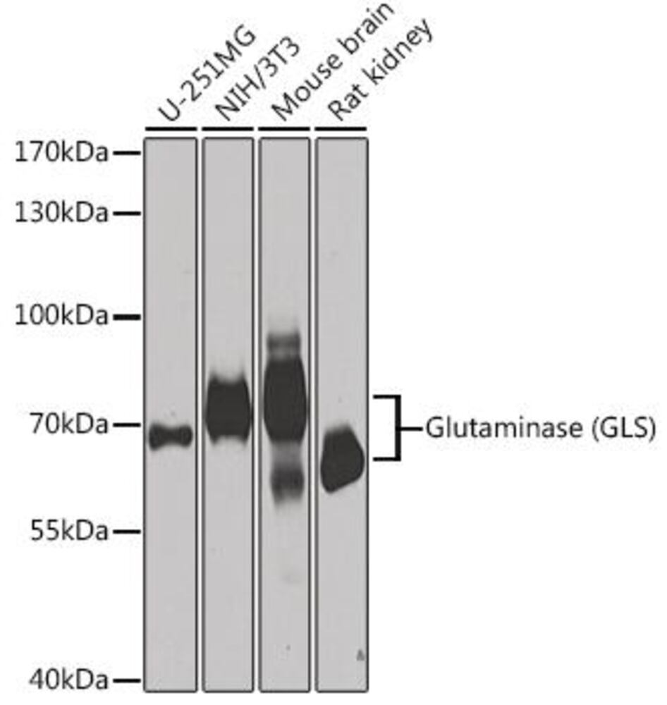 3C3H.1, Antibodies.Com