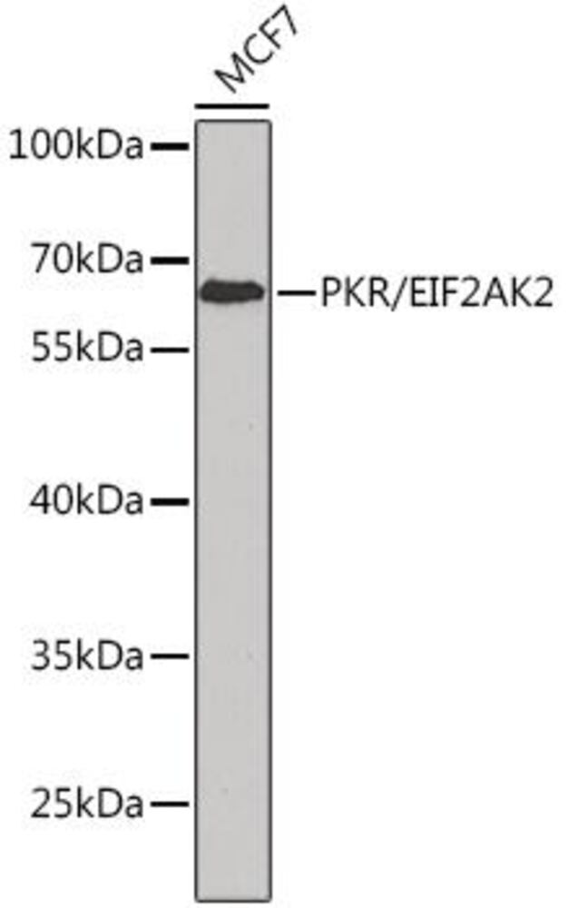 3C3K.1, Antibodies.Com