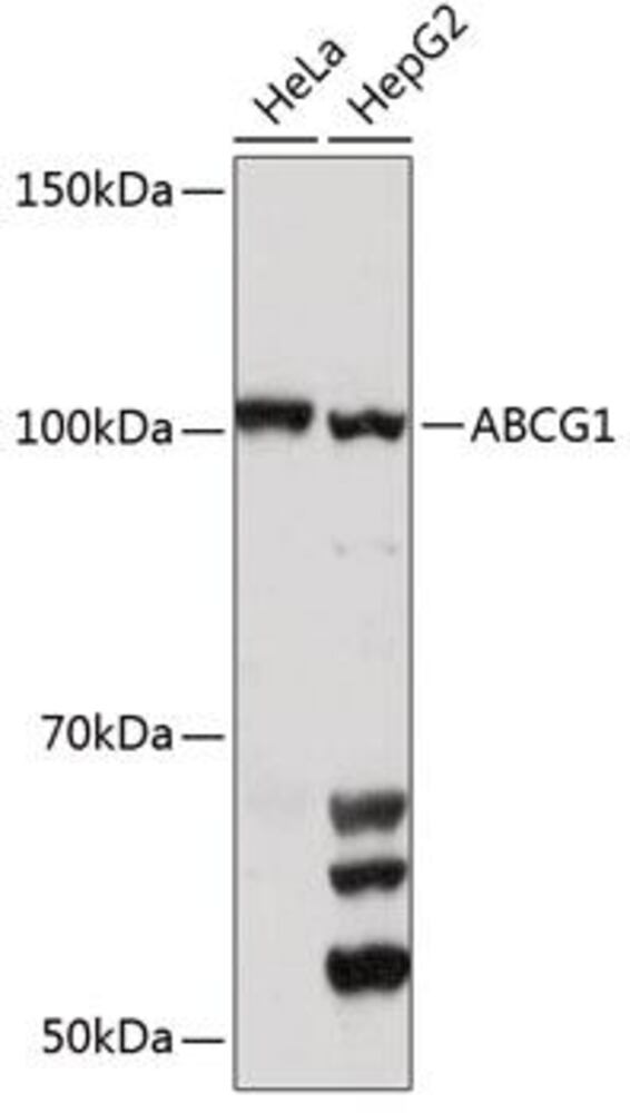 3C3L.1, Antibodies.Com