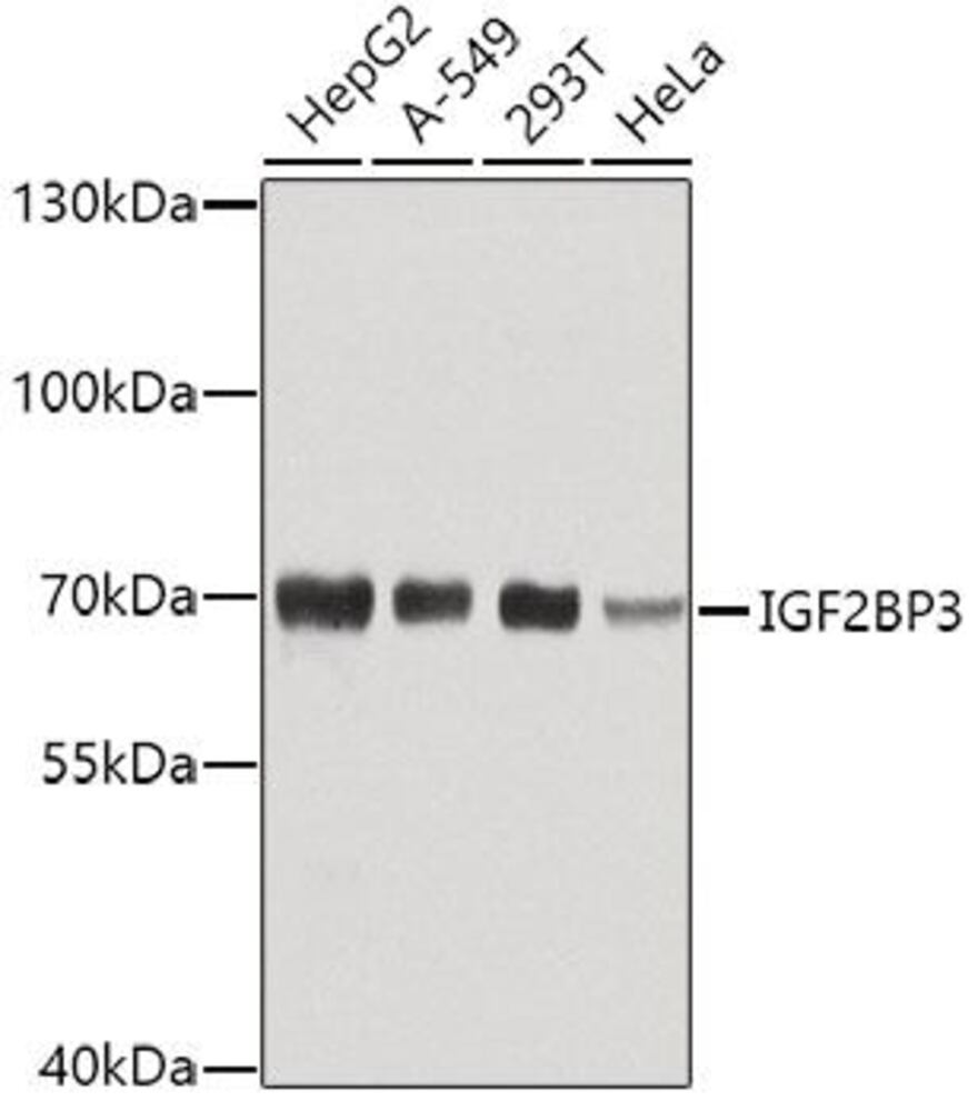 3C3N.1, Antibodies.Com