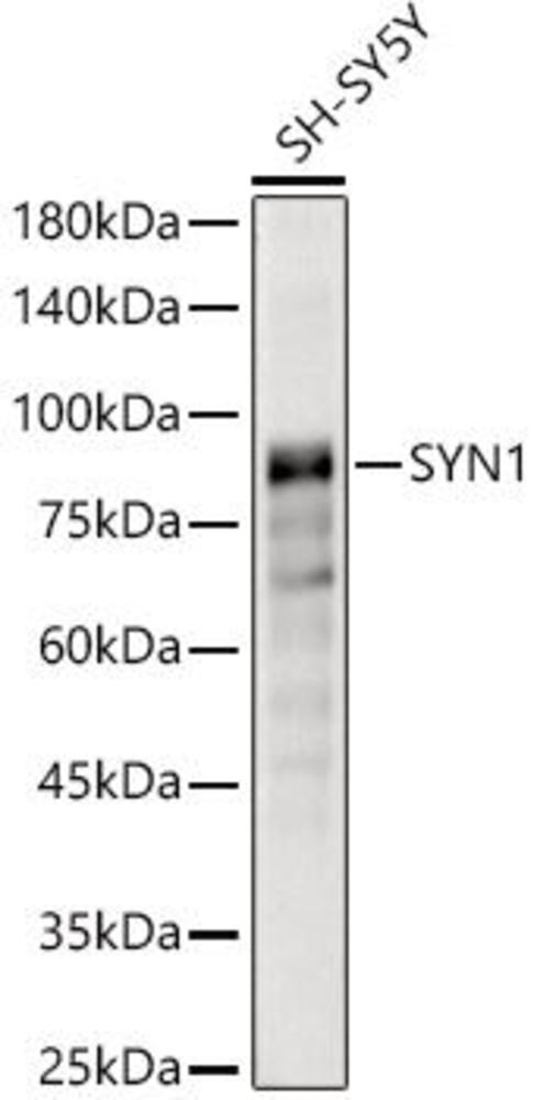 3C3P.1, Antibodies.Com