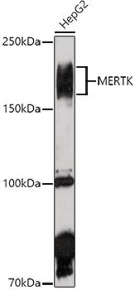 3C3T.1, Antibodies.Com