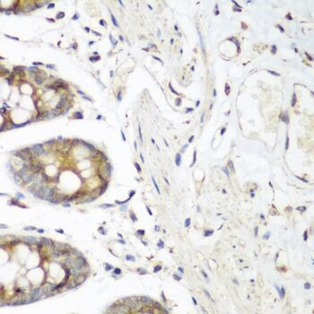 3C3X.1, Antibodies.Com