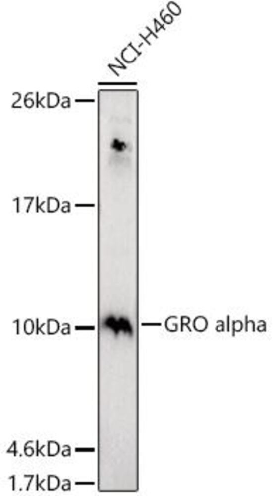 3C40.1, Antibodies.Com
